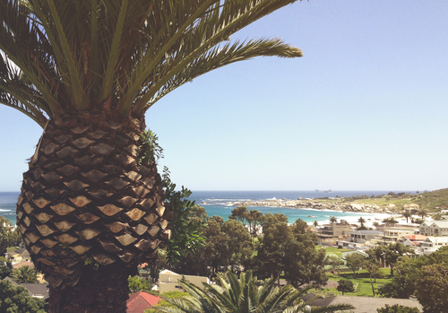 Palm tree overlooking the beach area