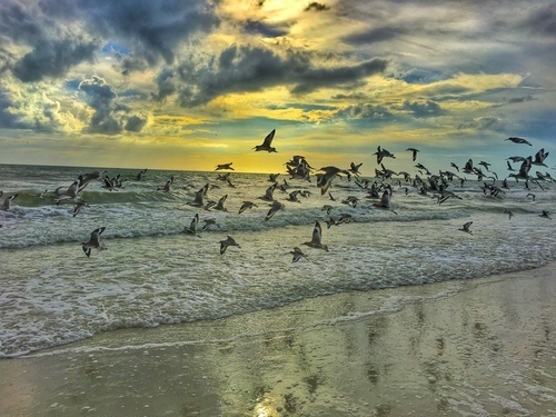Pássaros voando sobre uma praia