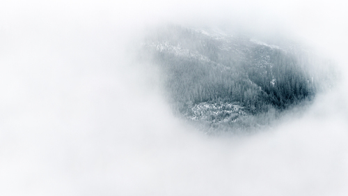 Bosque a través de la espesa niebla