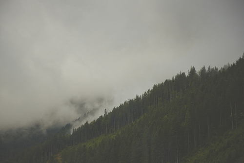 Montanhas Carpathian cobertas na névoa