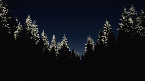 Groenblijvende bos in het donker