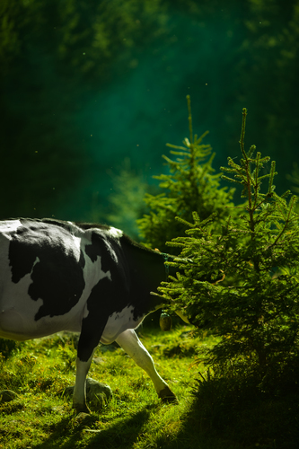Cow by the pines