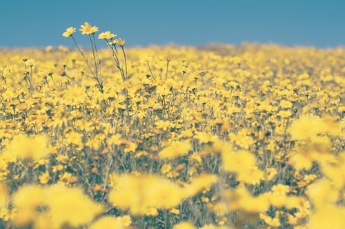 Yellow flower filed