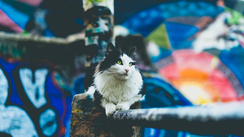 Cat and street art