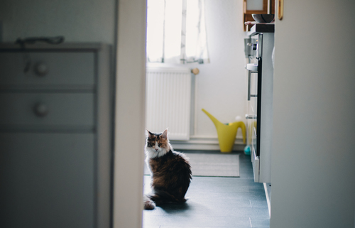 Pisică într-o bucătărie