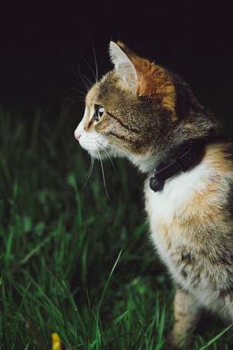 Кошка в зеленой траве