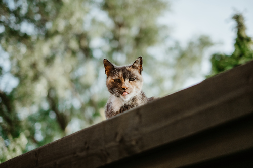 Gatto che dà una occhiata sopra il tetto