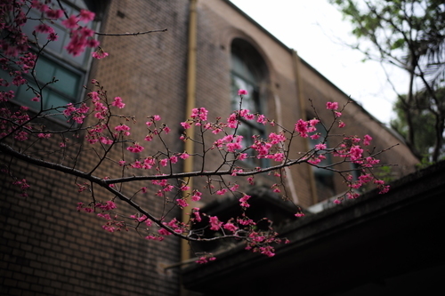 Flowery branch in front of building