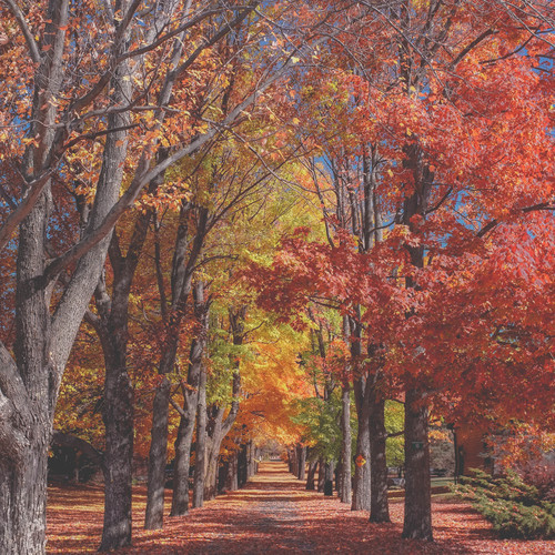 Красочные листья на деревьях и на земле
