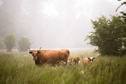 Cattle in meadow