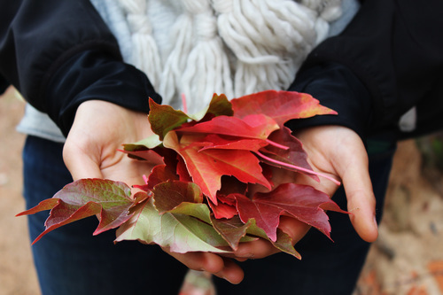 Dried leaves in hands