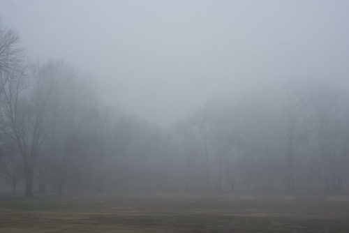 Nebbia sugli alberi