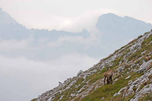 Capra selvatica sul fianco della collina