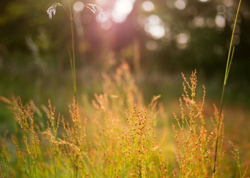 Feuilles d’herbe en plein soleil