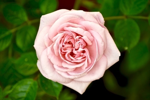 Rose fleurie rose
