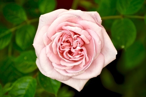 Rosa sbocciata rosa