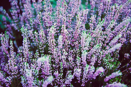 Фіолетовий цвіт