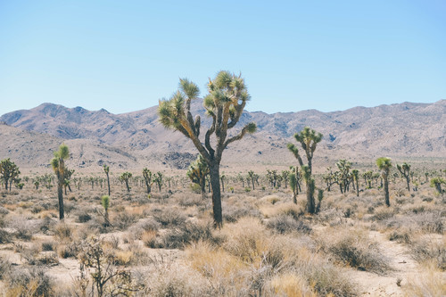 Plants in desert