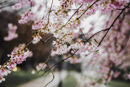 Cherry floare