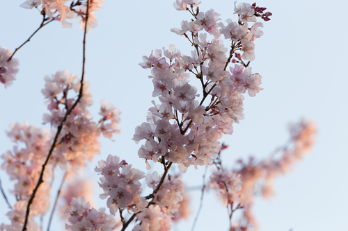 Körsbärsblomma i rosa