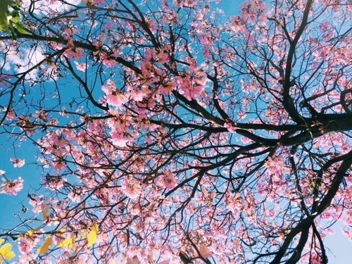 Flor de cereja de encontro ao céu azul