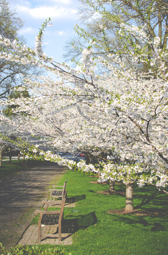Třešňové květiny v parku