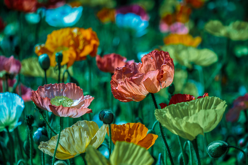 Colorful poppies