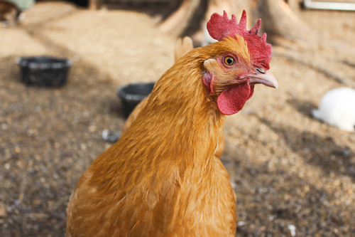 Chicken in yard