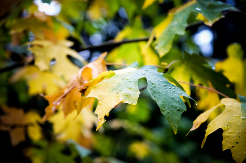 Drying leaves