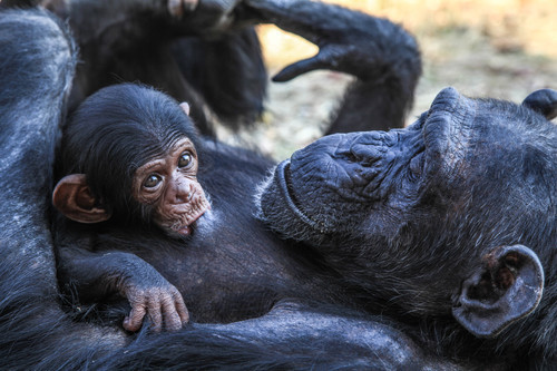 Scimmia con il suo bambino