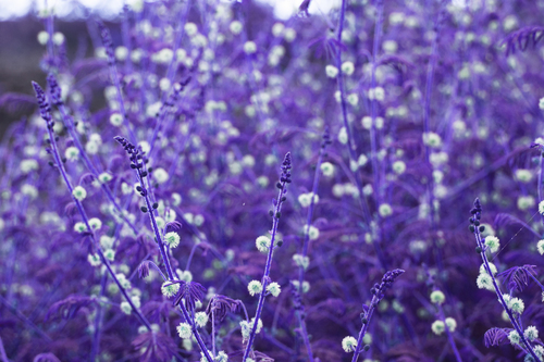 Purple plant in India