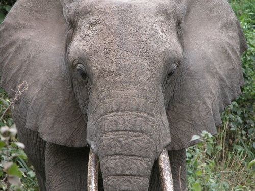 Elefante acima da foto próxima