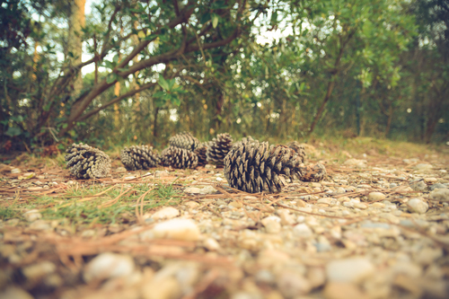 Pine cones in the ground
