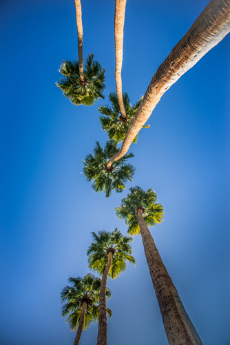 Fotografie vysokých palmových stromů
