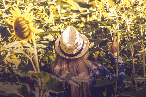 Dívka na slunečnicových polích