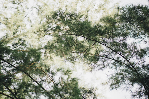 Pine branches image