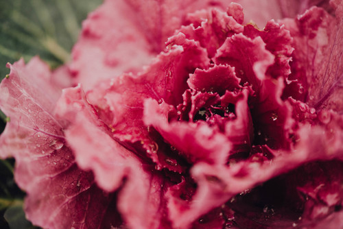 Rosa roja florecida