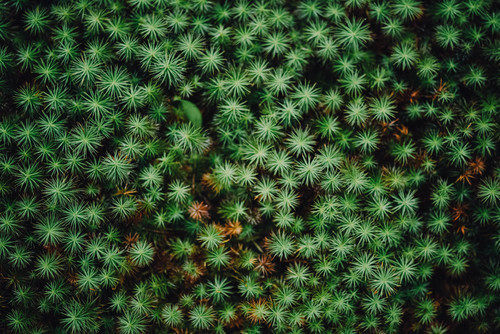 Green plants from above