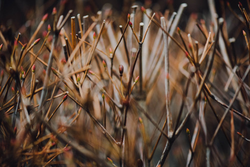 Growing plants