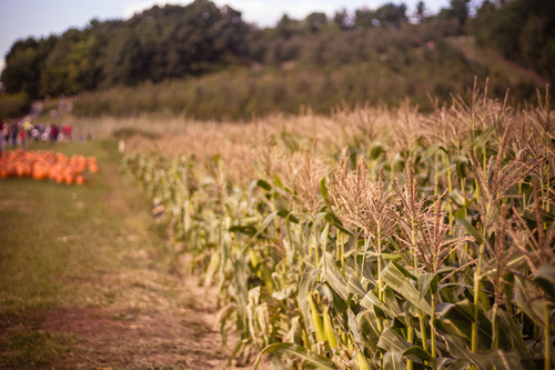 Pumpkins and corn field