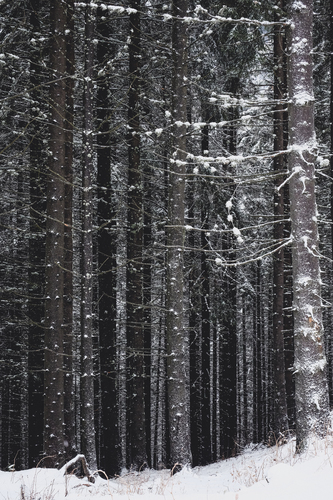 Vysoké zasněžené stromy