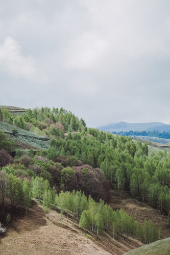 Árvores verdes plantadas