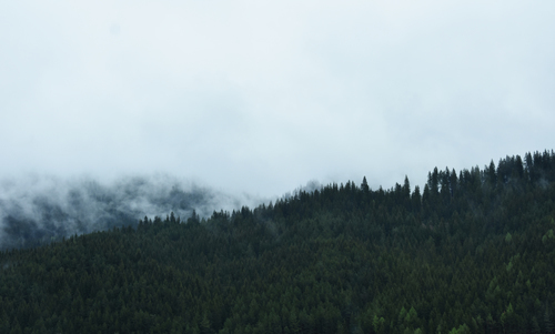 Brouillard au-dessus de la forêt de pins