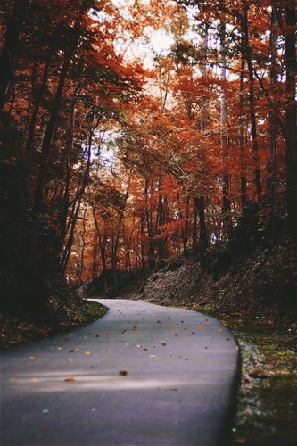 Cesta v listí
