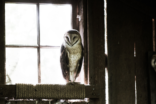 Owl på ett fönster