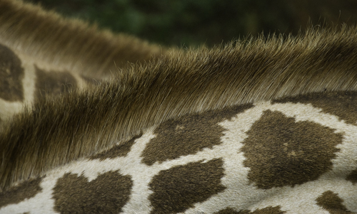 Close-up of giraffe neck