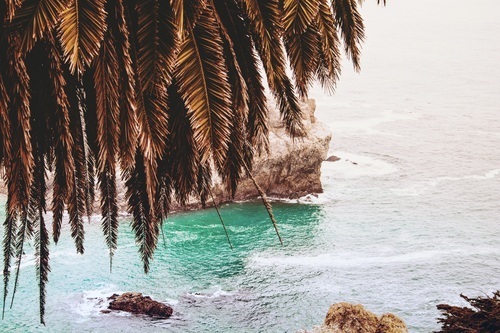 Deniz suyu üzerinde palmiye