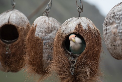 Cuib de nucă de cocos fereastră cu pasăre
