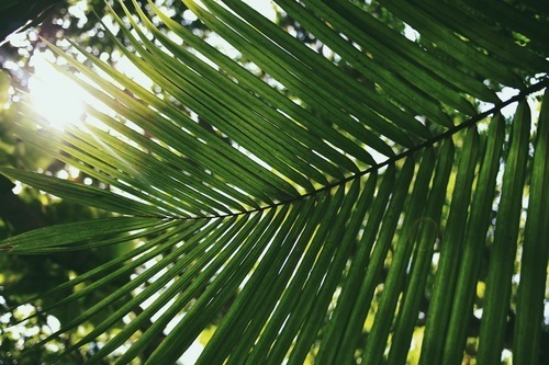 Kokosová palma větev