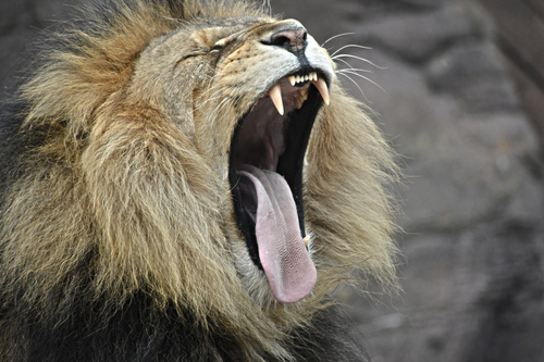 Позіхання чоловічого Лева
